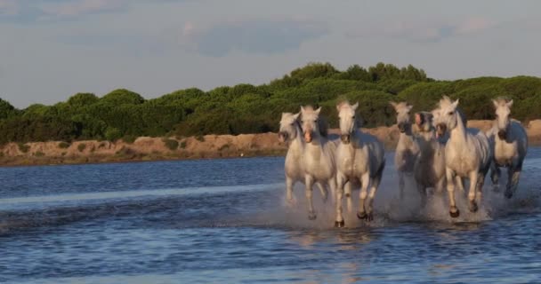 Camargue Horse Herd Trotting Galloping Ocean Beach Saintes Marie Mer — ストック動画