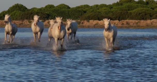 Лошадь Камарга Стадо Пасущееся Океане Возле Пляжа Сэнт Мари Мер — стоковое видео