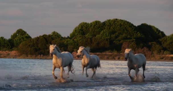 Camargue Horse Herd Trotting Galloping Ocean Beach Saintes Marie Mer — ストック動画
