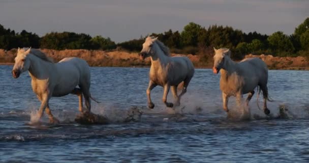 Camargue Paard Herd Draven Galopperen Oceaan Buurt Van Het Strand — Stockvideo