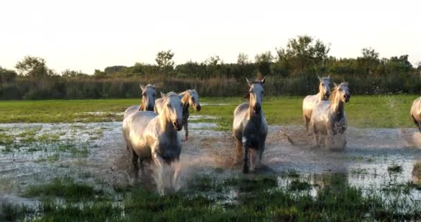 Camargue Horse Herd Trotting Galloping Swamp Saintes Marie Mer Camargue — Stock Video