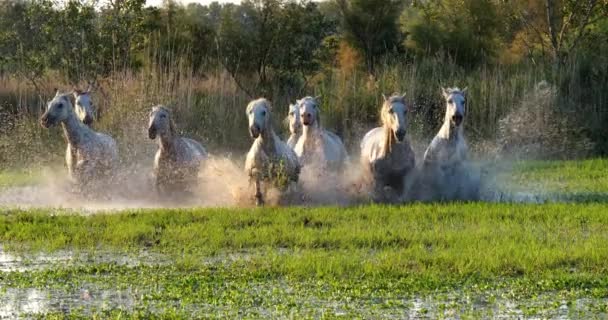 Camargue Horse Herd Trotting Galloping Swamp Saintes Marie Mer Camargue — ストック動画