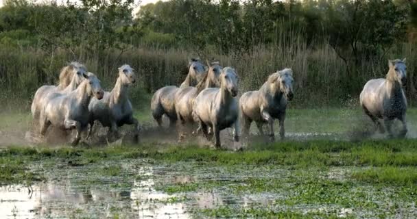 Camargue Atı Herd Swamp Saintes Marie Mer Dört Nala Koşuyor — Stok video