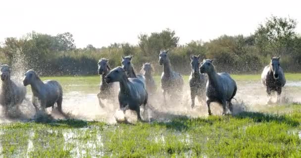 Camargue Häst Herd Traving Eller Galopperande Genom Träsk Saintes Marie — Stockvideo