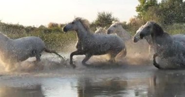 Camargue Atı, Herd Swamp, Saintes Marie de la Mer 'de dört nala koşuyor, Fransa' nın güneyinde, Slow Motion 4K