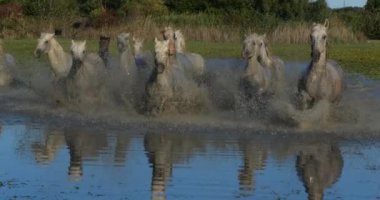 Camargue Atı, Herd Swamp, Saintes Marie de la Mer 'de dört nala koşuyor, Fransa' nın güneyinde, Slow Motion 4K