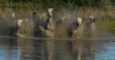 Camargue Atı, Herd Swamp, Saintes Marie de la Mer 'de dört nala koşuyor, Fransa' nın güneyinde, Slow Motion 4K