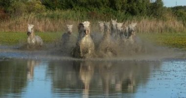 Camargue Atı, Herd Swamp, Saintes Marie de la Mer 'de dört nala koşuyor, Fransa' nın güneyinde, Slow Motion 4K