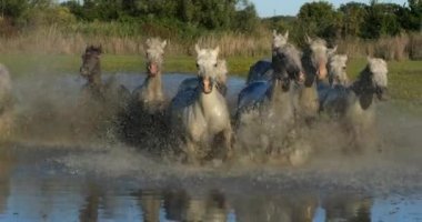 Camargue Atı, Herd Swamp, Saintes Marie de la Mer 'de dört nala koşuyor, Fransa' nın güneyinde, Slow Motion 4K