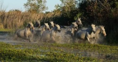 Camargue Atı, Herd Swamp, Saintes Marie de la Mer 'de dört nala koşuyor, Fransa' nın güneyinde, Slow Motion 4K