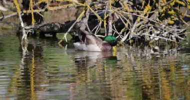 Mallard Duck, anas platyrhynchos, Yetişkin Erkek Yıkama, Preening Feathers, Saintes Maries de la Mer yakınlarındaki Gölet, Slow Motion 4K