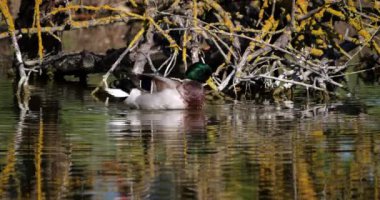 Mallard Duck, anas platyrhynchos, Yetişkin Erkek Horlaması, Camargue 'deki Gölet Saintes Maries de la Mer, Slow Motion 4K