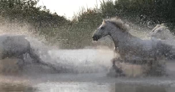 Camargue Horse Herd Trotting Gloping Swamp Saintes Marie Mer Camargue — Αρχείο Βίντεο