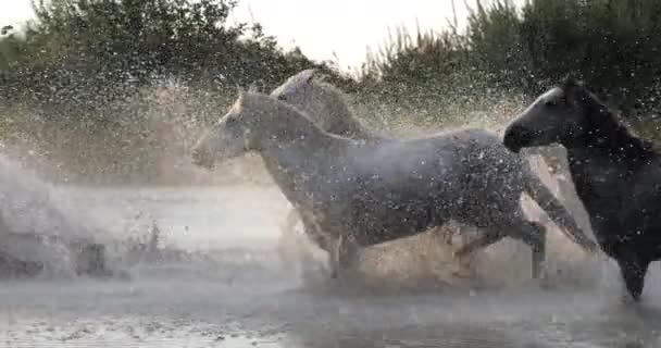 Camargue Horse Herd Berlari Atau Berlari Melalui Swamp Saintes Marie — Stok Video