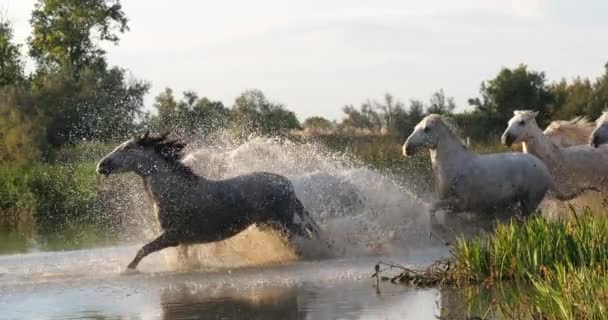 Caballo Camarga Caballo Trotando Galopando Por Swamp Saintes Marie Mer — Vídeo de stock