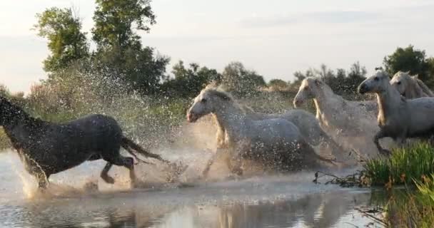Camargue Pferd Herde Trabt Oder Galoppiert Durch Sümpfe Saintes Marie — Stockvideo