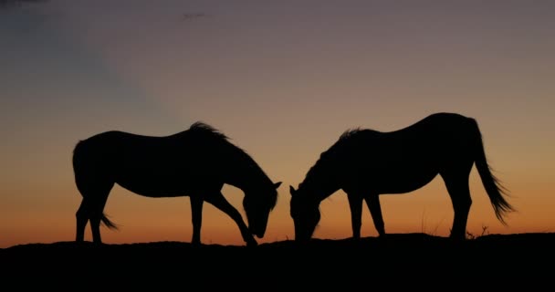 Camargue Lub Camarguais Koń Wydmach Wschodzie Słońca Camargue Południowym Wschodzie — Wideo stockowe