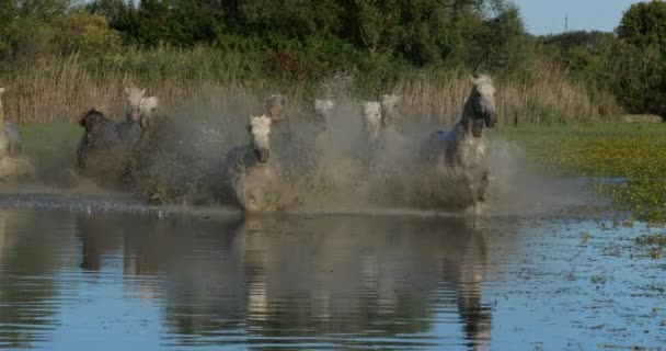 Camargue Häst Herd Traving Eller Galopperande Genom Träsk Saintes Marie — Stockvideo