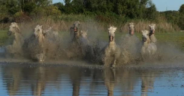 Camargue Pferd Herde Trabt Oder Galoppiert Durch Sümpfe Saintes Marie — Stockvideo
