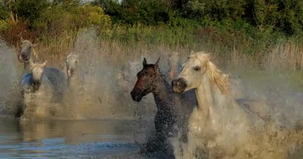 Camargue Horse Herd Trotting Galloping Swamp Saintes Marie Mer Camargue — Wideo stockowe