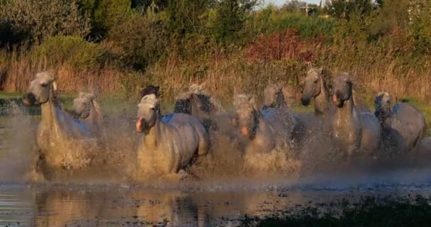 Camargue Paard Herd Draven Galopperen Door Moeras Saintes Marie Mer — Stockvideo