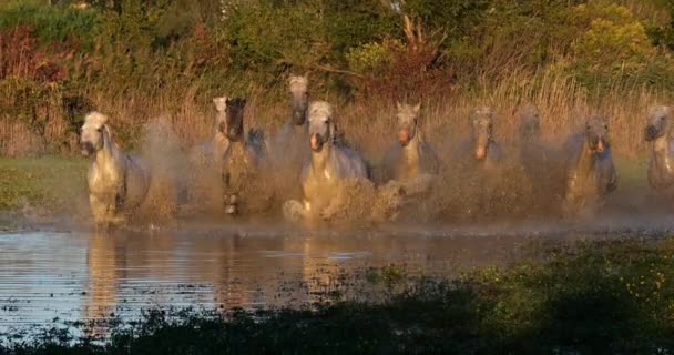 Camargue Horse Herd Trotting Galopando Pelo Pântano Saintes Marie Mer — Vídeo de Stock