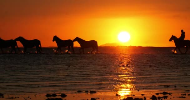 Cavaleiro Camargue Cavalo Rebanho Trotando Galopando Oceano Nascer Sol Saintes — Vídeo de Stock