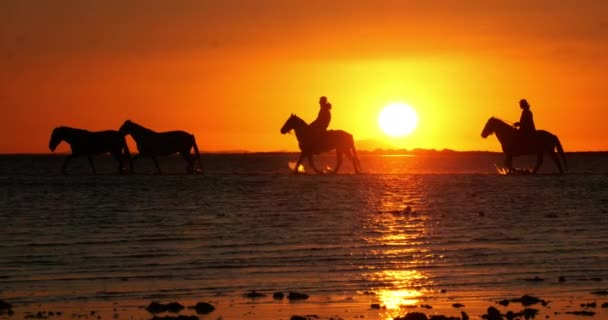 Cavaleiro Camargue Cavalo Rebanho Trotando Galopando Oceano Nascer Sol Saintes — Vídeo de Stock