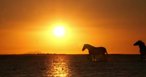 Camargue Atı Herd Gün Doğumunda Okyanusta Dört Nala Koşuyor Camargue — Stok video