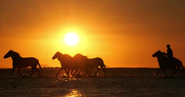 Reiter Und Camargue Pferd Herde Trabt Oder Galoppiert Ozean Bei — Stockvideo