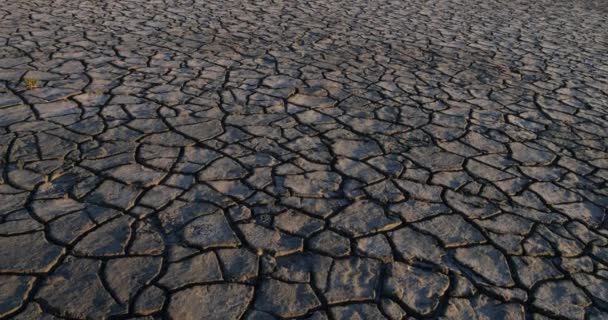 Sequía Los Pantanos Camargue Les Saintes Maries Mer Sureste Francia — Vídeo de stock