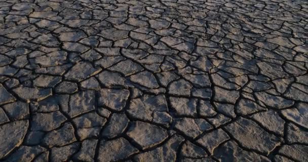 Sequía Los Pantanos Camargue Les Saintes Maries Mer Sureste Francia — Vídeo de stock