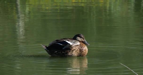 Mallard Duck Anas Platyrhynchos Adult Female Snorting Pond Camargue Saintes — 图库视频影像