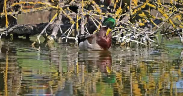Mallard Duck Anas Platyrhynchos Adult Male Washing Preening Feathers Pond — Stock Video