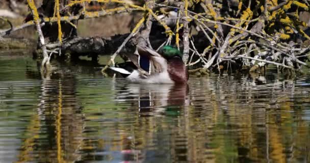 Mallard Duck Anas Platyrhynchos Yetişkin Erkek Yıkama Preening Feathers Saintes — Stok video