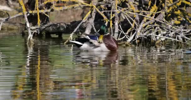 Mallard Duck Anas Platyrhynchos Adult Male Washing Preening Feathers Pond — стоковое видео