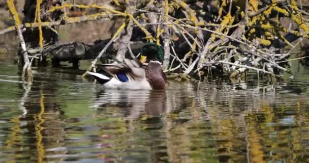 Mallard Duck Anas Platyrhynchos Vuxen Man Tvätt Preening Feathers Pond — Stockvideo