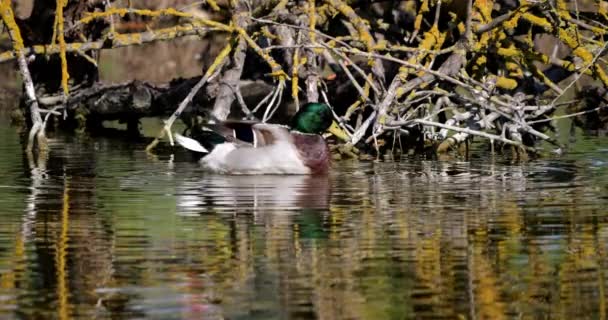 Mallard Duck Anas Platyrhynchos Adult Male Scratching Pond Camargue Saintes — ストック動画
