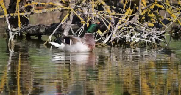 Mallard Duck Anas Platyrhynchos Adult Male Snorting Estanque Camargue Cerca — Vídeo de stock