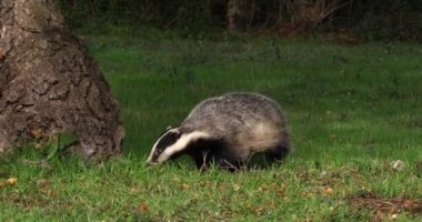 Avrupa Porsuğu, Meles Meles, Grass üzerinde yürüyen Yetişkin, Fransa 'da Normandiya, Real Time 4K
