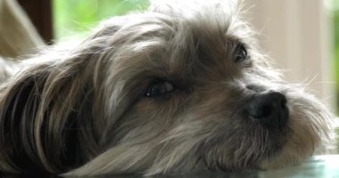 Havana İpek Köpeği ya da Havan Bichon Köpeği, Hareketli Kadın Başı Portresi, Gerçek Zaman 4K