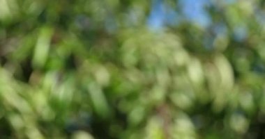 Bir Ağacın Dallarında Rüzgar, Bulanık Arkaplan, Fransa 'da Normandiya, Gerçek Zaman 4K