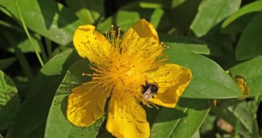 Bumblebee, bomba imha ekibi. St. John 's Wort, hypericum sp, Leaves and Yellow Flower, Normandy in France, Real Time 4K