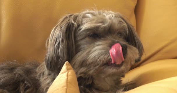 Havana Silk Dog Havanese Bichon Dog Portrait Female Licking Her — Stock Video