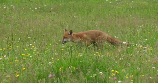 Red Fox Vulpes Vulpes Adult Running Tall Grass Normandy France — стоковое видео