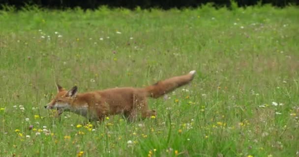 Red Fox Vulpes Vulpes Adult Running Tall Grass Νορμανδία Στη — Αρχείο Βίντεο