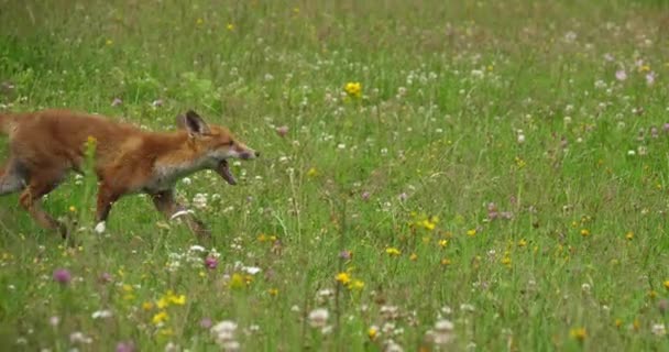 Red Fox Vulpes Vulpes Adult Running Tall Grass Normandy France — стоковое видео