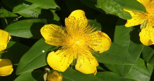 Třezalka Tečkovaná Hypericum Listy Žlutý Květ Normandie Francii Real Time — Stock video