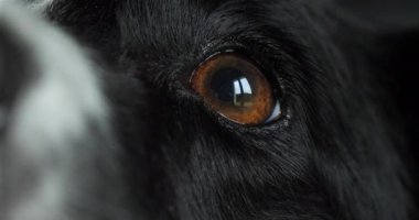 Sınır köpeği, erkek portresi, burun ve göze yakın, gerçek zamanlı 4K