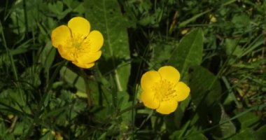 Rüzgar ve Düğünçiçeği, ranunculus sp., Sarı Çiçek, Normandiya Kırsal Bölgesi Fransa, 4K Gerçek Zaman